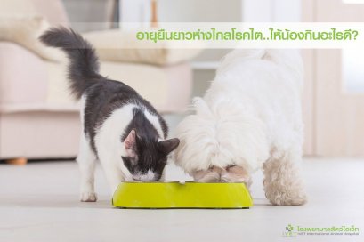 อายุยืนยาว..ห่างไกลโรคไต ให้น้องกินอะไรดี